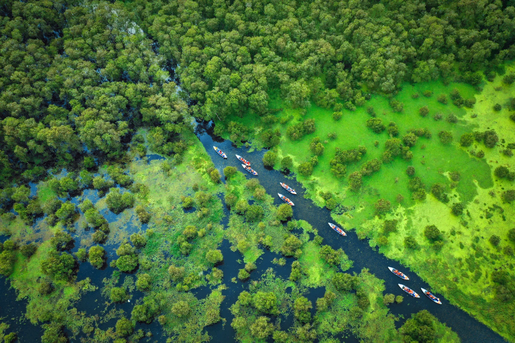 La forêt de cajeputiers de Tra Su et l’éveil des sens en terre d’An Giang